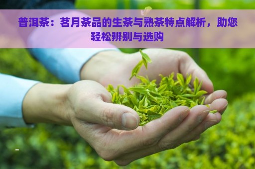 普洱茶：茗月茶品的生茶与熟茶特点解析，助您轻松辨别与选购