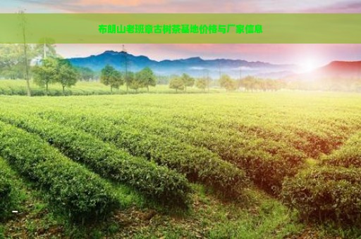 布朗山老班章古树茶基地价格与厂家信息