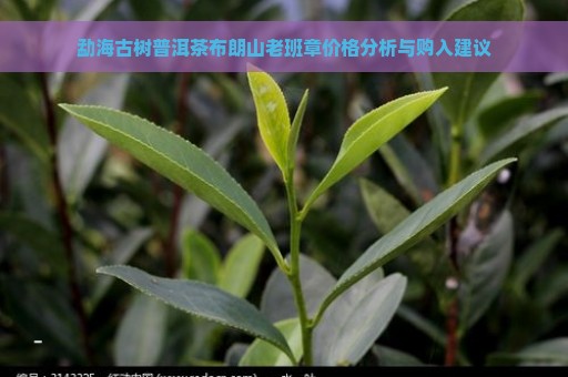 勐海古树普洱茶布朗山老班章价格分析与购入建议