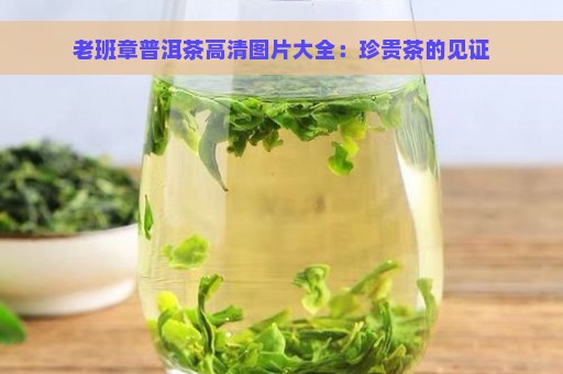 老班章普洱茶高清图片大全：珍贵茶的见证