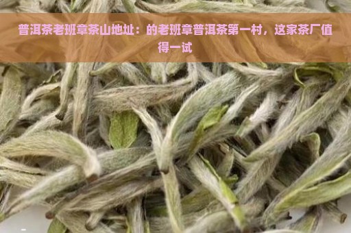 普洱茶老班章茶山地址：的老班章普洱茶第一村，这家茶厂值得一试