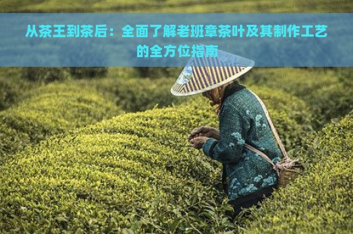 从茶王到茶后：全面了解老班章茶叶及其制作工艺的全方位指南