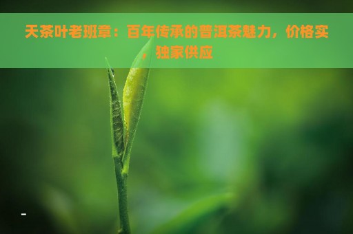 天茶叶老班章：百年传承的普洱茶魅力，价格实，独家供应