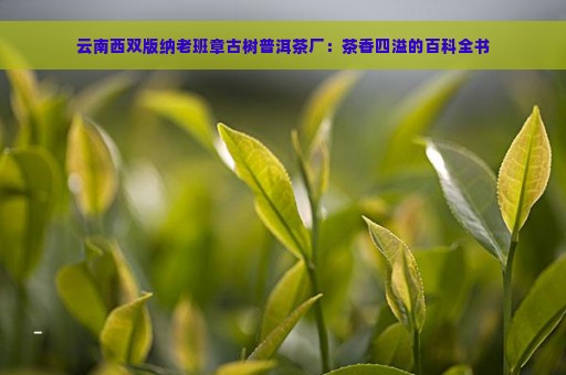 云南西双版纳老班章古树普洱茶厂：茶香四溢的百科全书