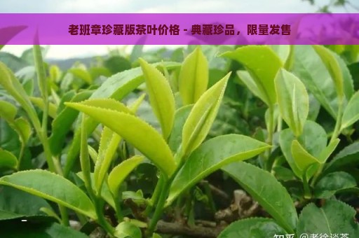 老班章珍藏版茶叶价格 - 典藏珍品，限量发售