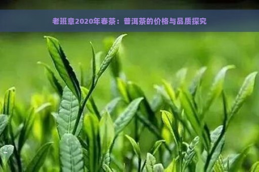 老班章2020年春茶：普洱茶的价格与品质探究