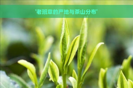 '老班章的产地与茶山分布'