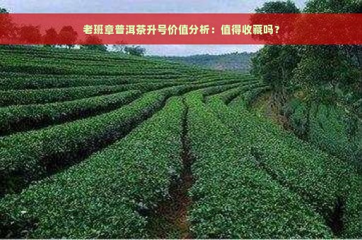 老班章普洱茶升号价值分析：值得收藏吗？