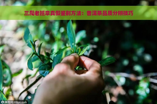 三爬老班章真假鉴别方法：普洱茶品质分辨技巧