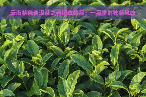 云南特色普洱茶之老班章精品：一品堂的独特风味