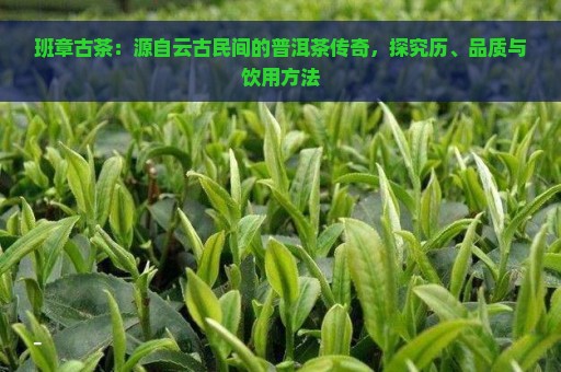 班章古茶：源自云古民间的普洱茶传奇，探究历、品质与饮用方法