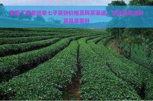 全面了解老班章七子茶饼价格及购买渠道，让您轻松选购高品质茶叶