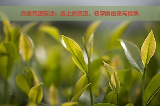 探索普洱茶源：历上的普洱，名字的由来与传承