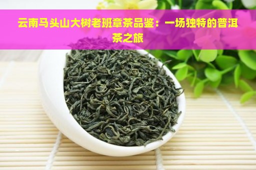 云南马头山大树老班章茶品鉴：一场独特的普洱茶之旅