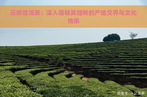 云南普洱茶：深入揭秘其独特的产地交界与文化传承