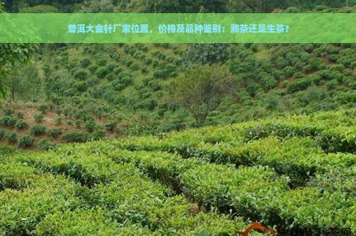 普洱大金针厂家位置，价格及品种鉴别：熟茶还是生茶？