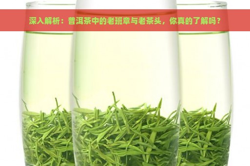 深入解析：普洱茶中的老班章与老茶头，你真的了解吗？