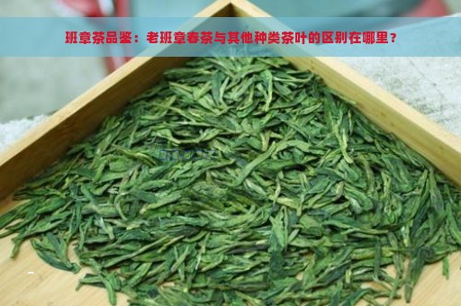 班章茶品鉴：老班章春茶与其他种类茶叶的区别在哪里？