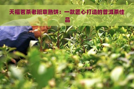 天福茗茶老班章熟饼：一款匠心打造的普洱茶佳品