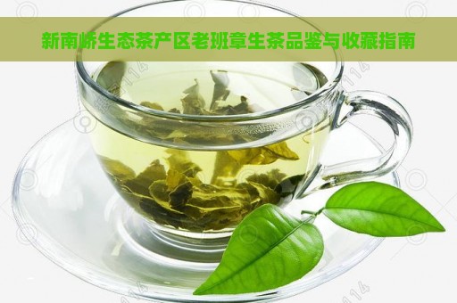 新南峤生态茶产区老班章生茶品鉴与收藏指南