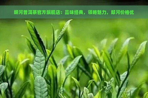 朗河普洱茶官方旗舰店：品味经典，领略魅力，郎河价格优