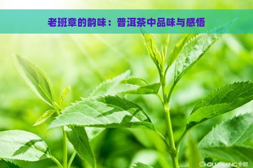 老班章的韵味：普洱茶中品味与感悟