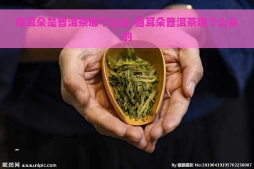 猫耳朵是普洱茶哪个山头-猫耳朵普洱茶哪个山头的