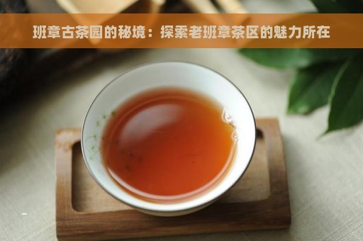 班章古茶园的秘境：探索老班章茶区的魅力所在