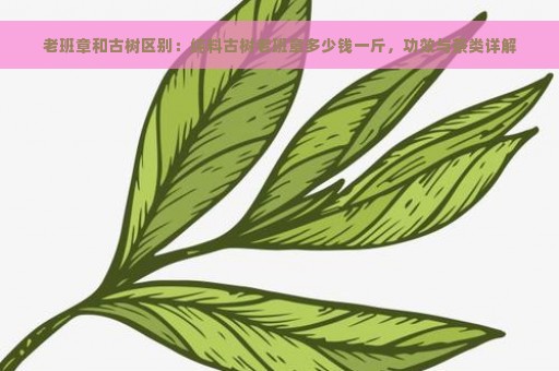 老班章和古树区别：纯料古树老班章多少钱一斤，功效与茶类详解