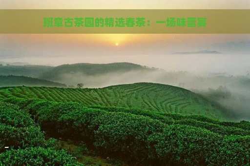 班章古茶园的精选春茶：一场味蕾宴