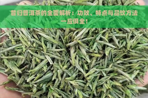 昔归普洱茶的全面解析：功效、特点与品饮方法一应俱全！