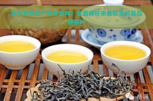 老班章茶的产地及品种：全面解析来自哪里的高品质茶叶