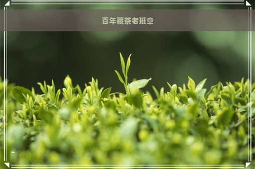 百年藏茶老班章