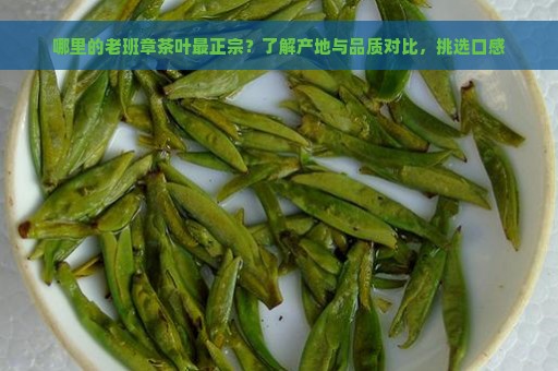 哪里的老班章茶叶最正宗？了解产地与品质对比，挑选口感