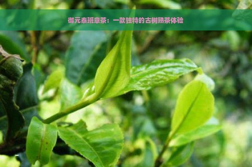 御元泰班章茶：一款独特的古树熟茶体验