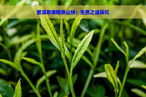 普洱茶南糯茶山饼：生熟之谜探究