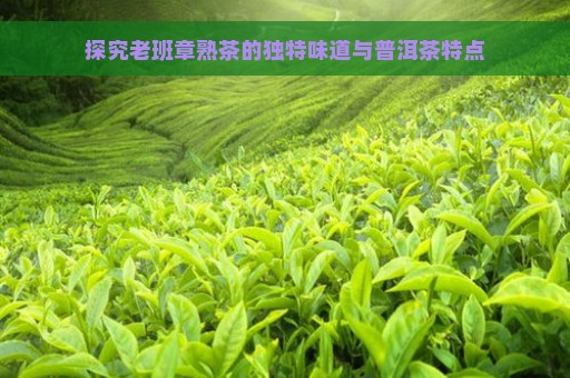 探究老班章熟茶的独特味道与普洱茶特点