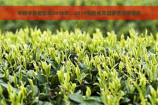 中粮中茶老班章2018年，2019年价格及圆茶普洱茶信息