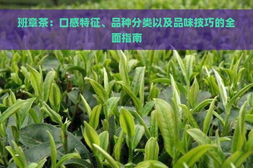 班章茶：口感特征、品种分类以及品味技巧的全面指南