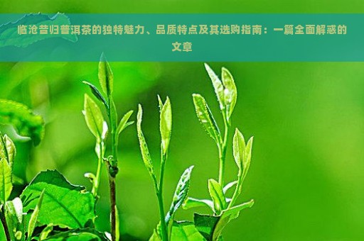 临沧昔归普洱茶的独特魅力、品质特点及其选购指南：一篇全面解惑的文章