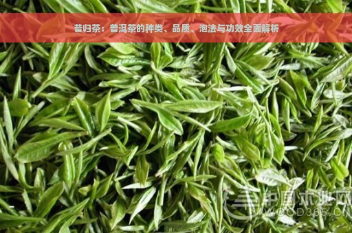 昔归茶：普洱茶的种类、品质、泡法与功效全面解析