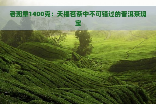 老班章1400克：天福茗茶中不可错过的普洱茶瑰宝