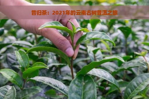 昔归茶：2021年的云南古树普洱之旅