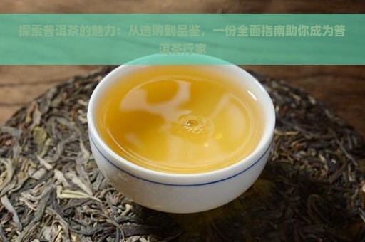 探索普洱茶的魅力：从选购到品鉴，一份全面指南助你成为普洱茶行家