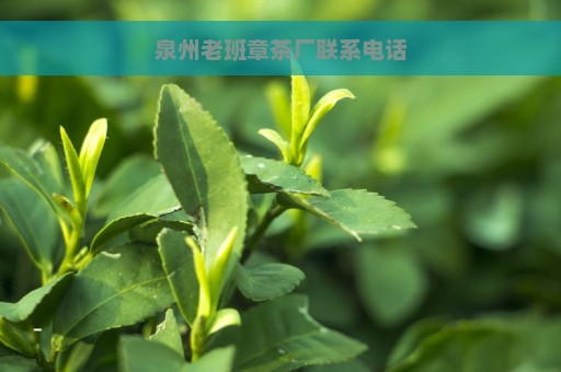 泉州老班章茶厂联系电话