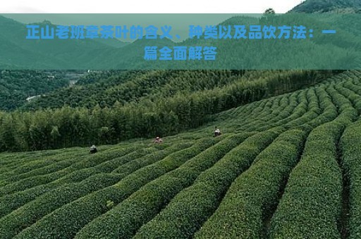 正山老班章茶叶的含义、种类以及品饮方法：一篇全面解答