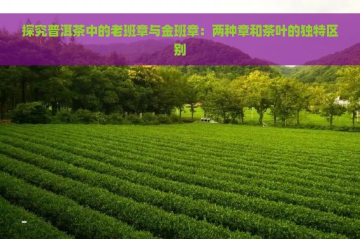 探究普洱茶中的老班章与金班章：两种章和茶叶的独特区别