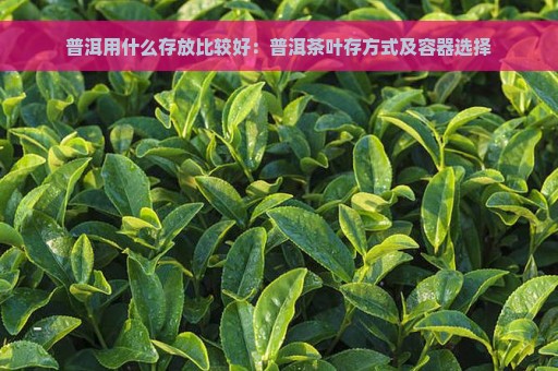 普洱用什么存放比较好：普洱茶叶存方式及容器选择