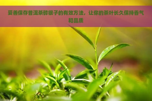 妥善保存普洱茶碎银子的有效方法，让你的茶叶长久保持香气和品质