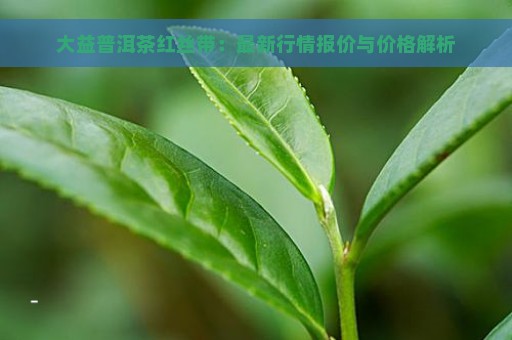 大益普洱茶红丝带：最新行情报价与价格解析